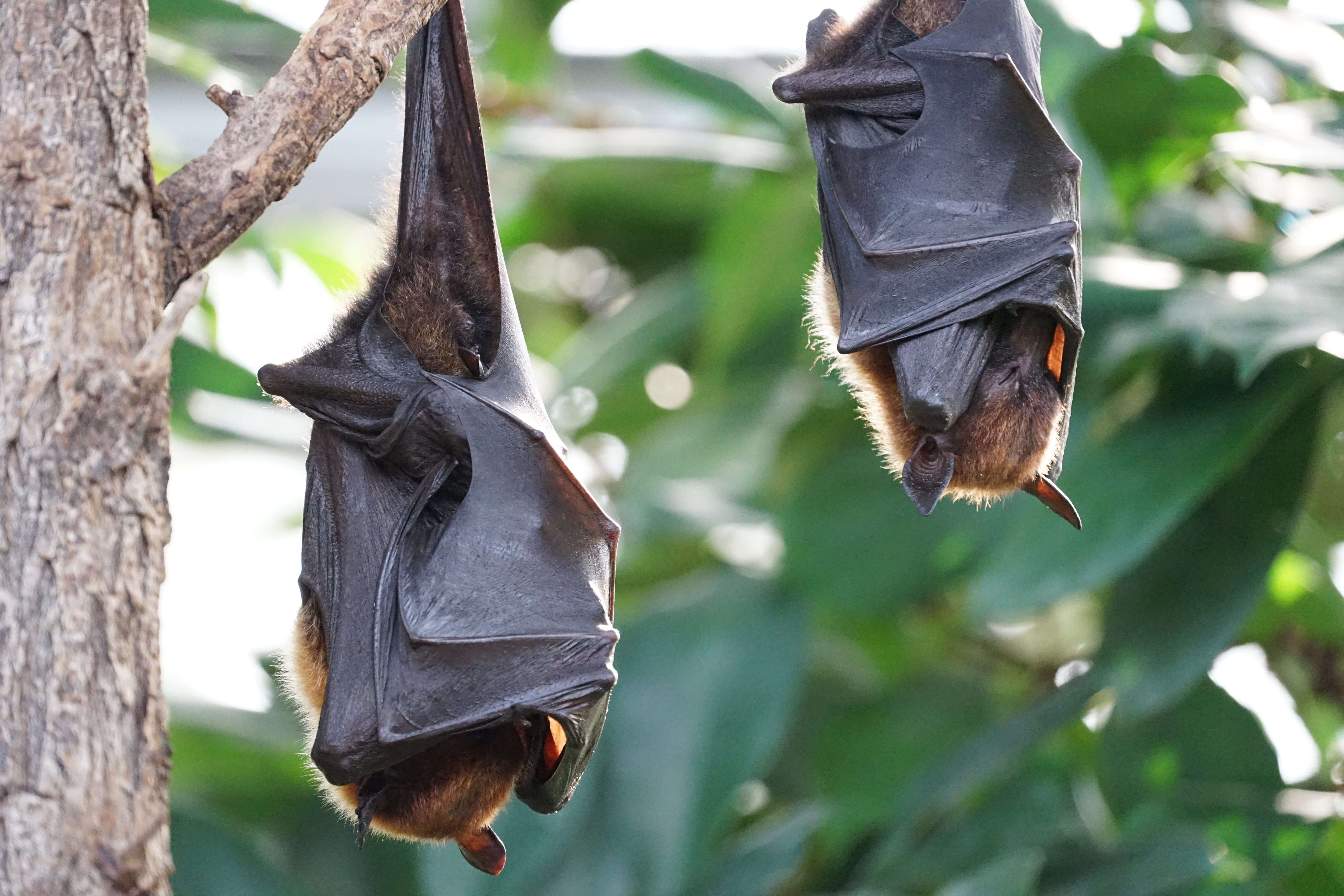 Bats resting